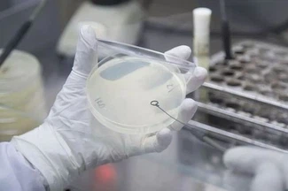 Glyoxylic acid synthesis | Shaanxi BLOOM Tech Co., Ltd Glyoxylic acid synthesis | Shaanxi BLOOM Tech Co., Ltd