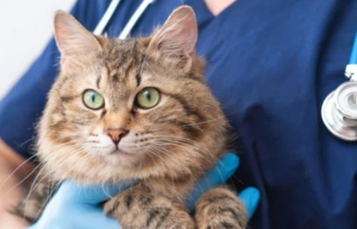 GS 441524 Wet FIP Recovery Timeline | Shaanxi BLOOM Tech Co., Ltd GS 441524 Wet FIP Recovery Timeline | Shaanxi BLOOM Tech Co., Ltd