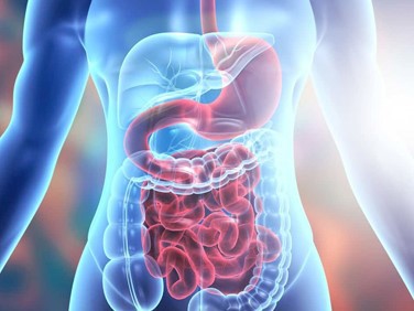 Sulfadiazine Powder Digestive System Response | Shaanxi BLOOM Tech Co., Ltd Sulfadiazine Powder Digestive System Response | Shaanxi BLOOM Tech Co., Ltd